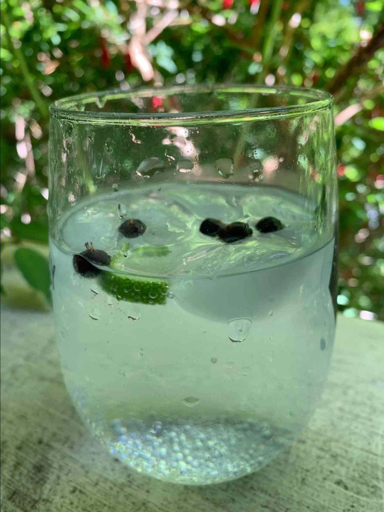 Juniper Lime Gin and Tonic