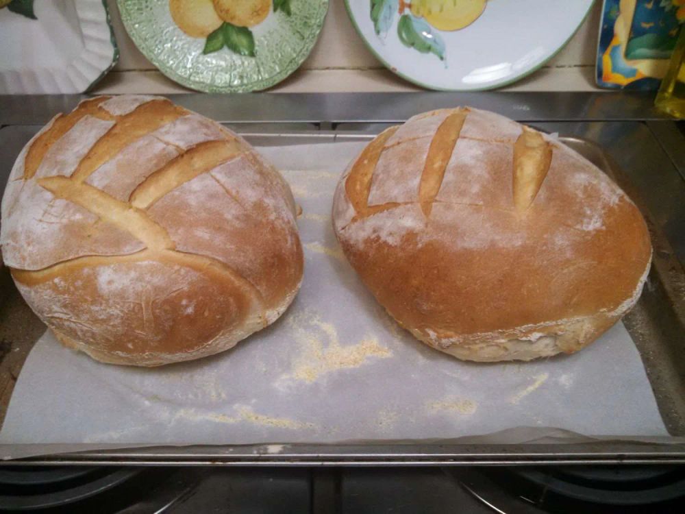 Sourdough Rolls