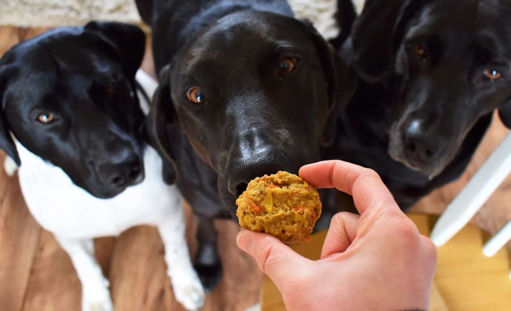 Homemade Dog Treats (Tango's Treats)