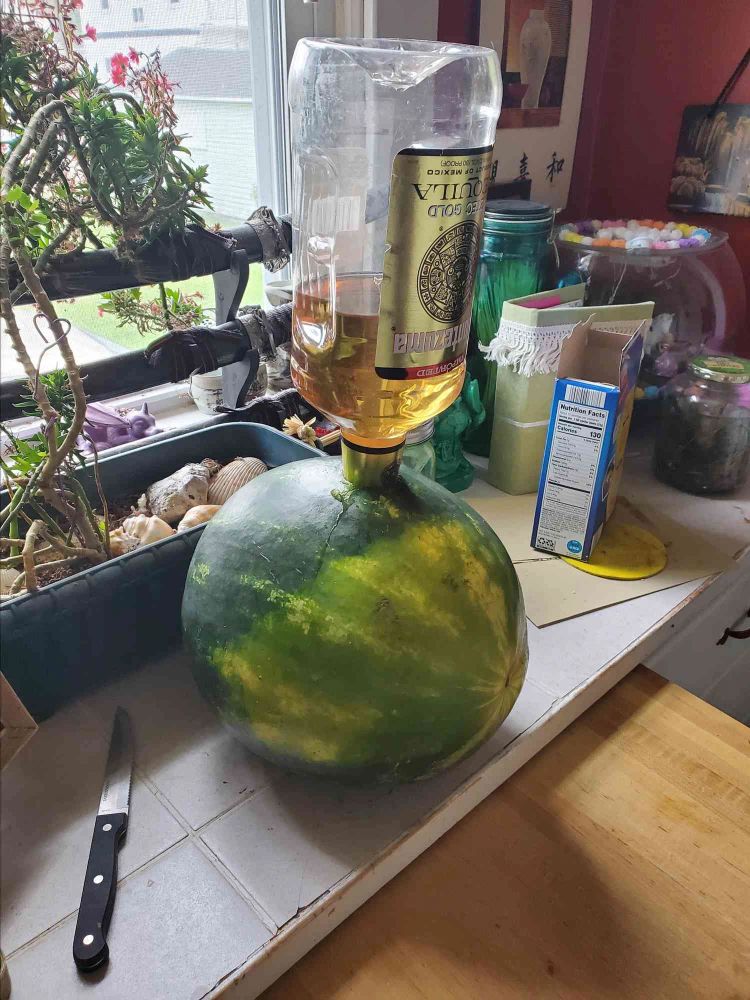 Adult Watermelon for BBQ's