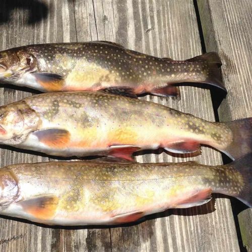 Campfire Trout