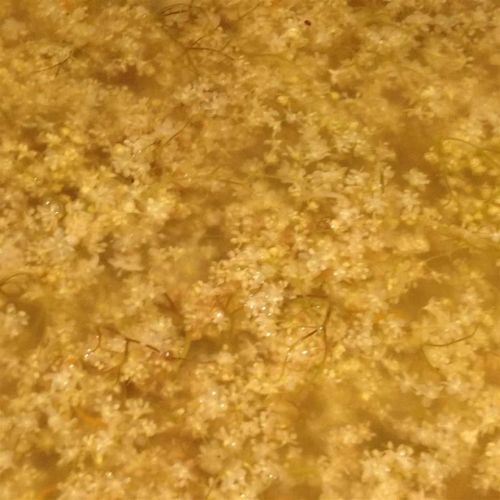 Elderflower Cordial Concentrate