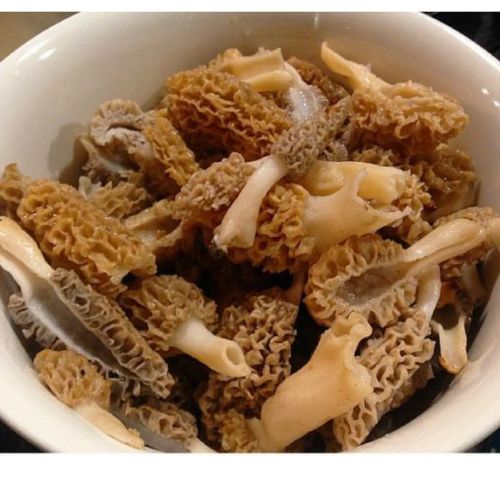 Morel Mushrooms